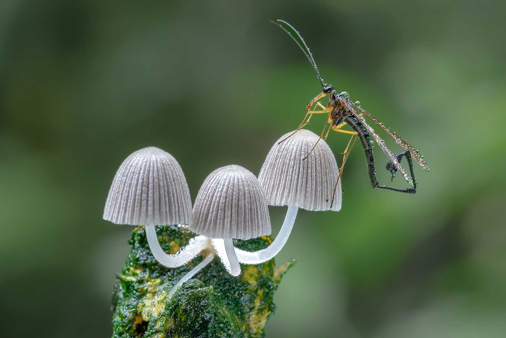 scorpion fly nangkring