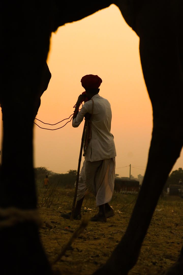 pushkar mela 6/9