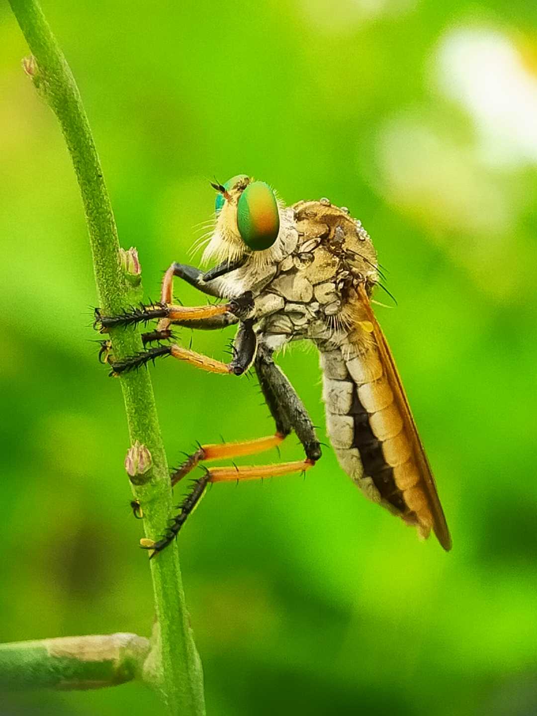macro