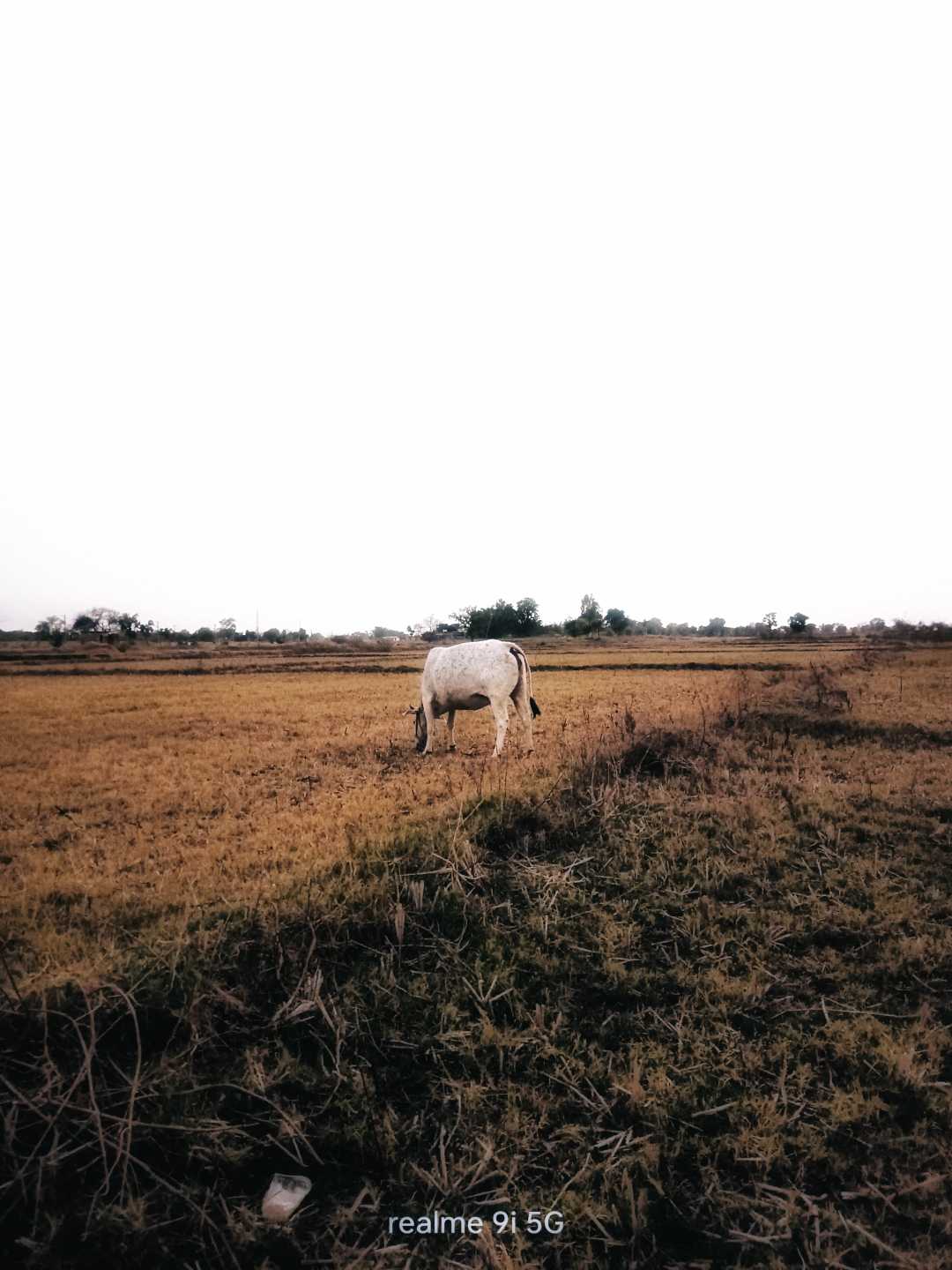 Morning village field