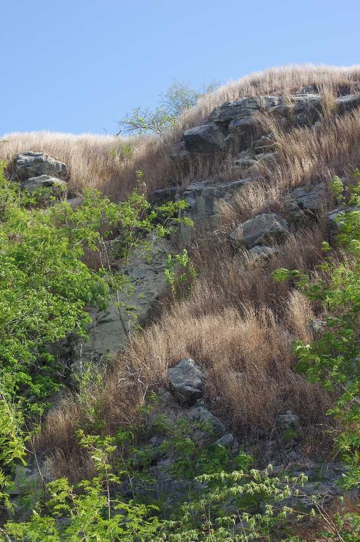 Shiralad
