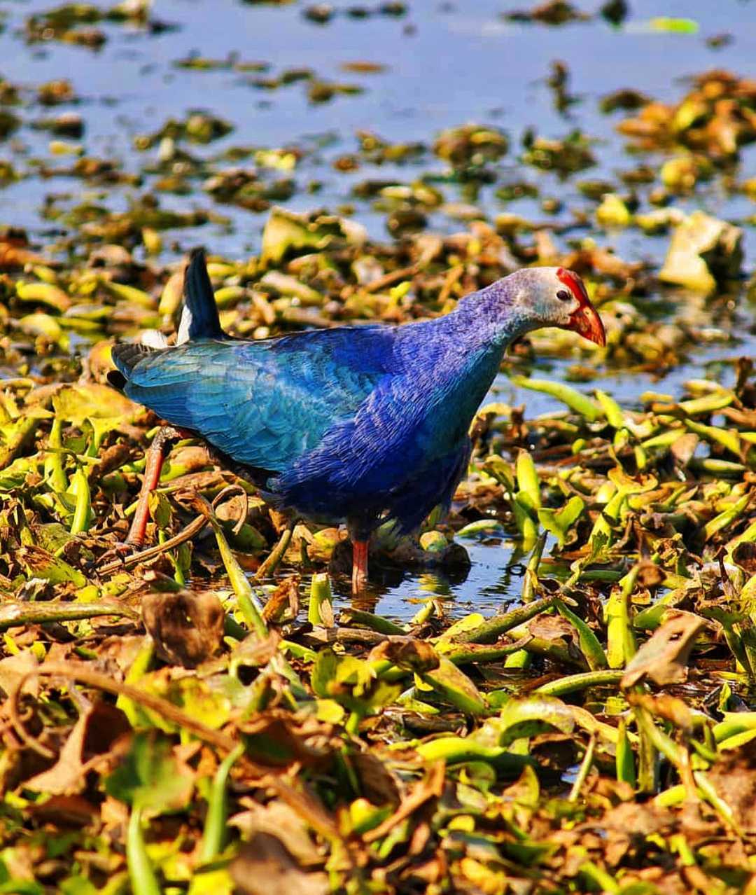 Grey-headed swamphen