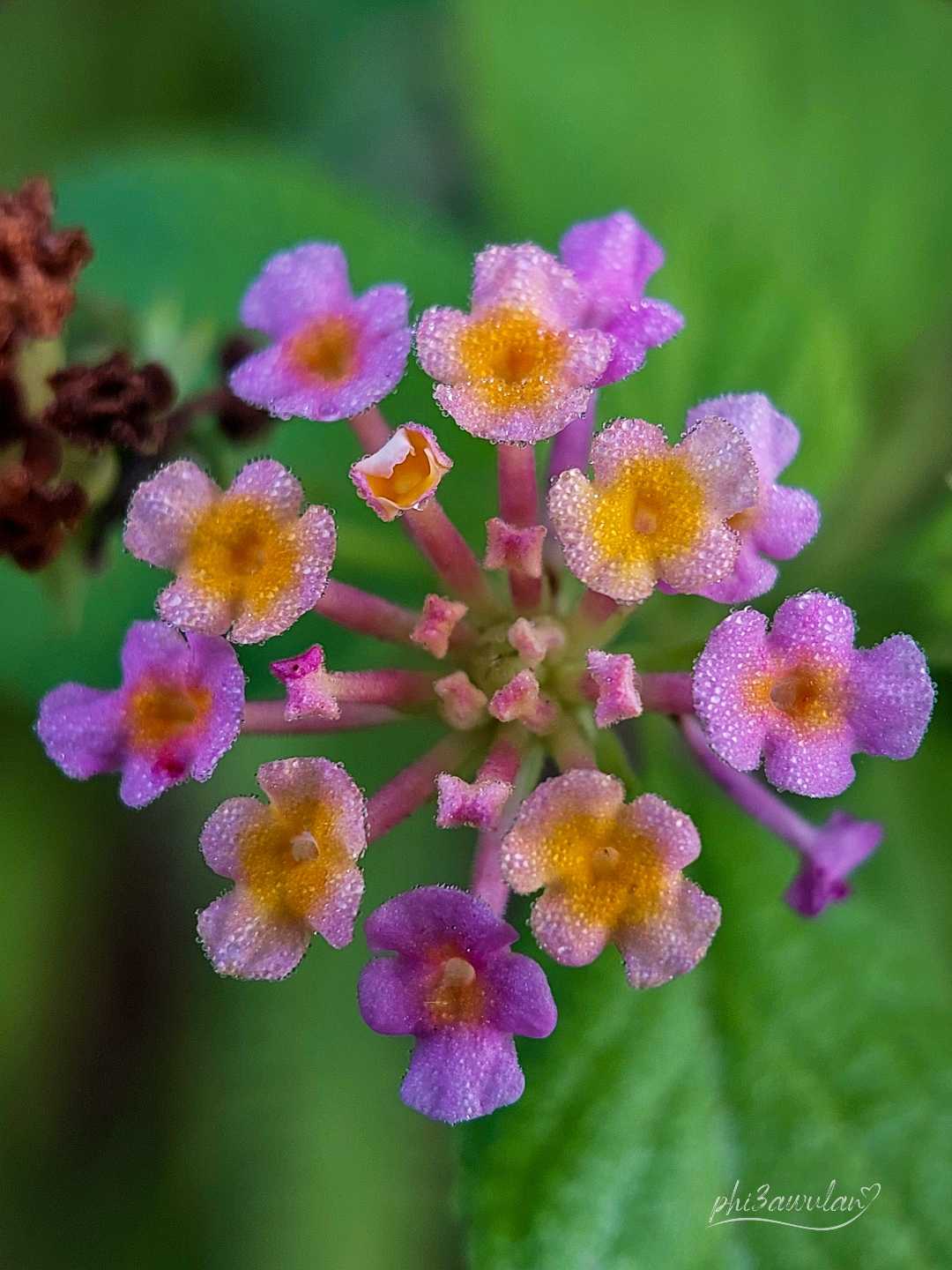 Lantana camara