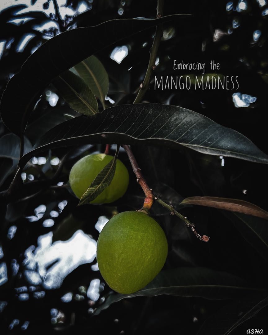 Mango madness🥭🥭