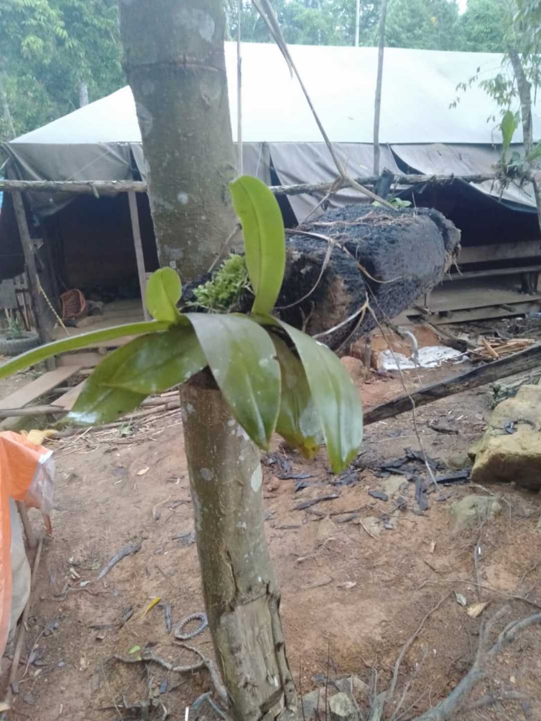 Budidaya Anggrek