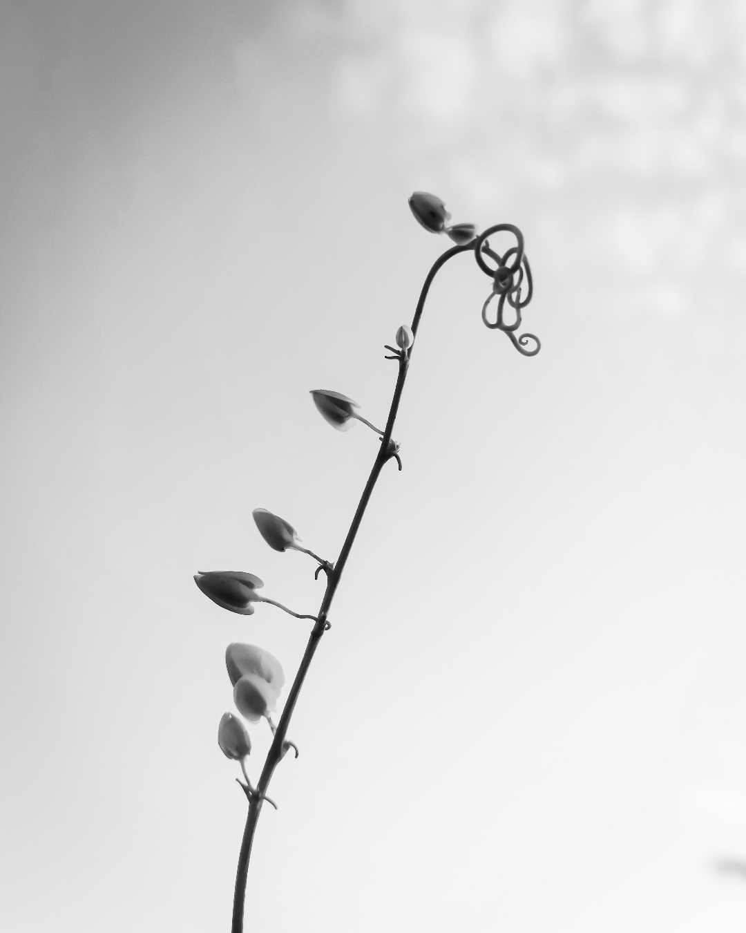 Black and White