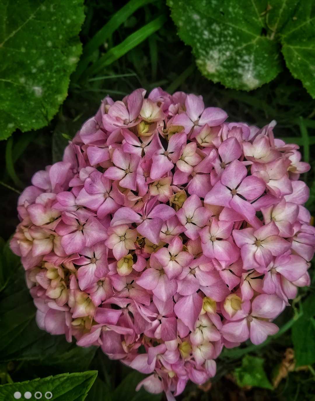 beautiful flowers 