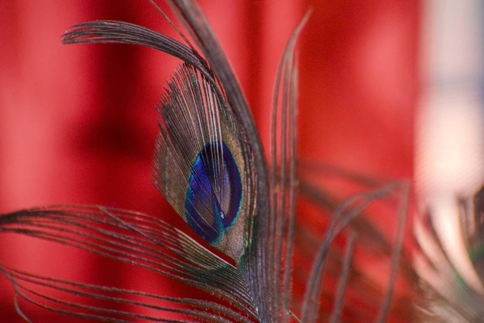 Peacock Feather 