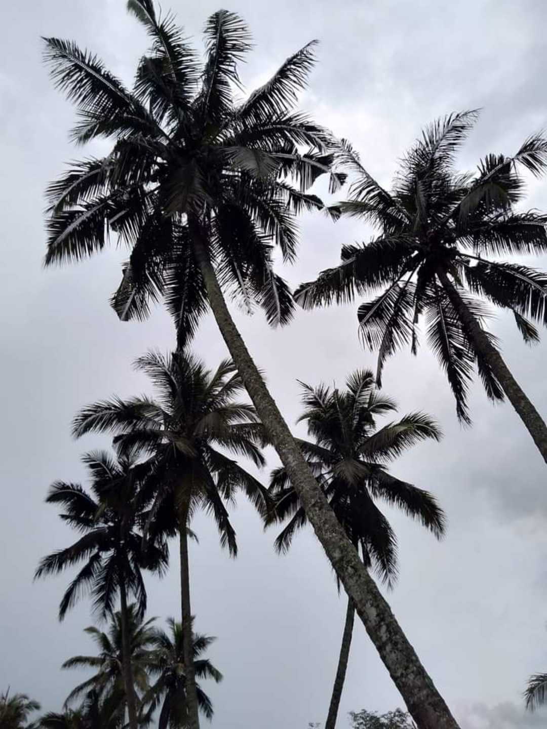 Kelapa