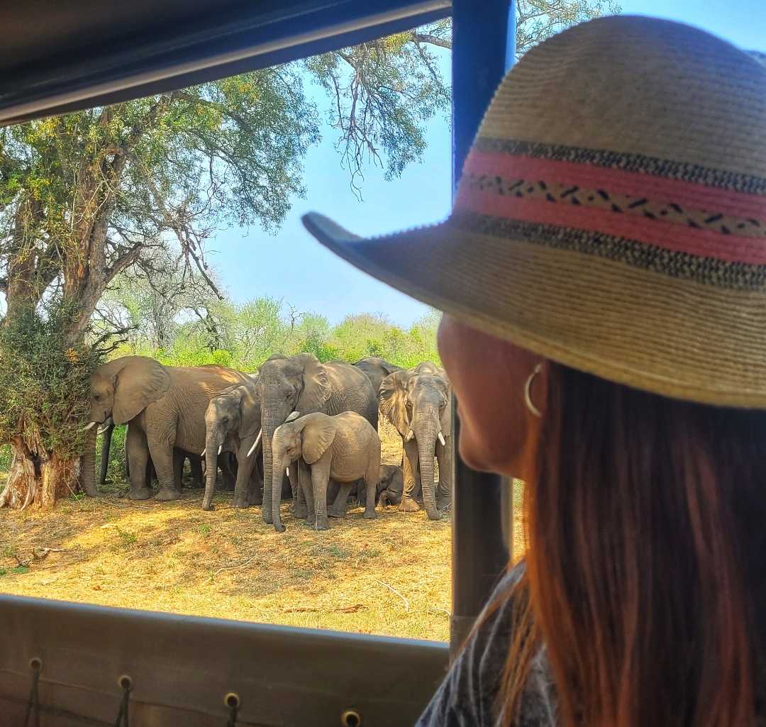 Elefantes Africanos 🐘