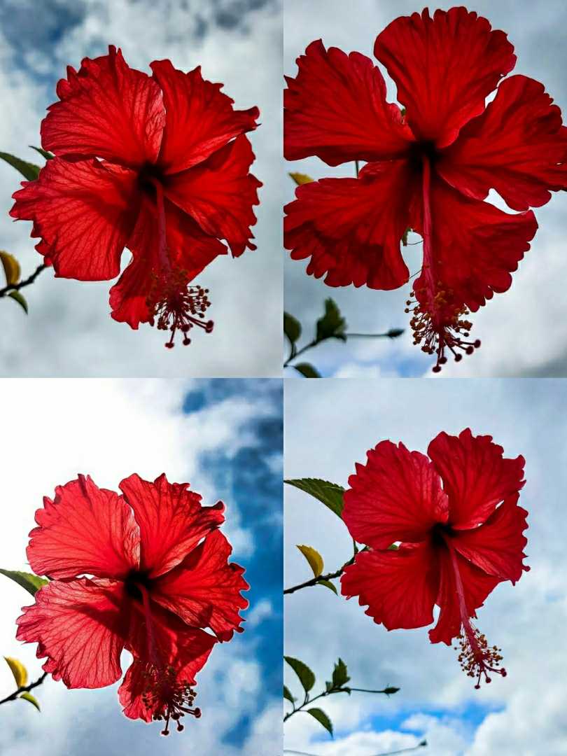 𝐁𝐞𝐚𝐮𝐭𝐲 𝐢𝐧 𝐨𝐧𝐞 𝐟𝐫𝐚𝐦𝐞.... 🥀☁