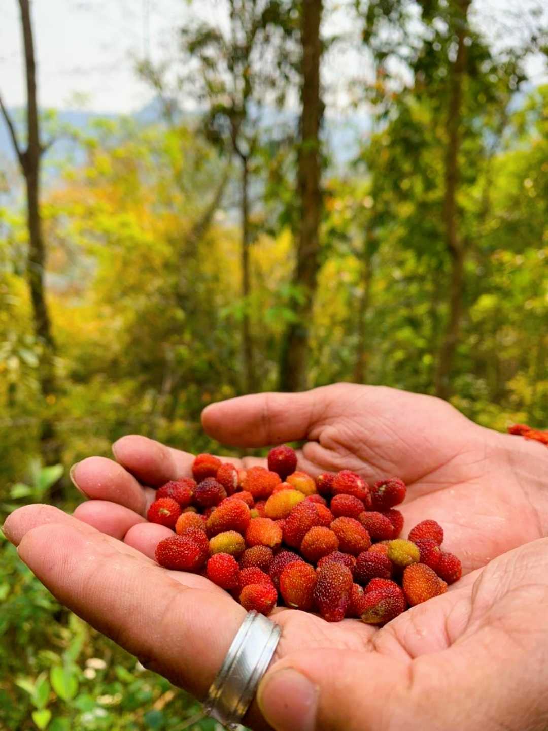 Myrica esculanta #Kafal 