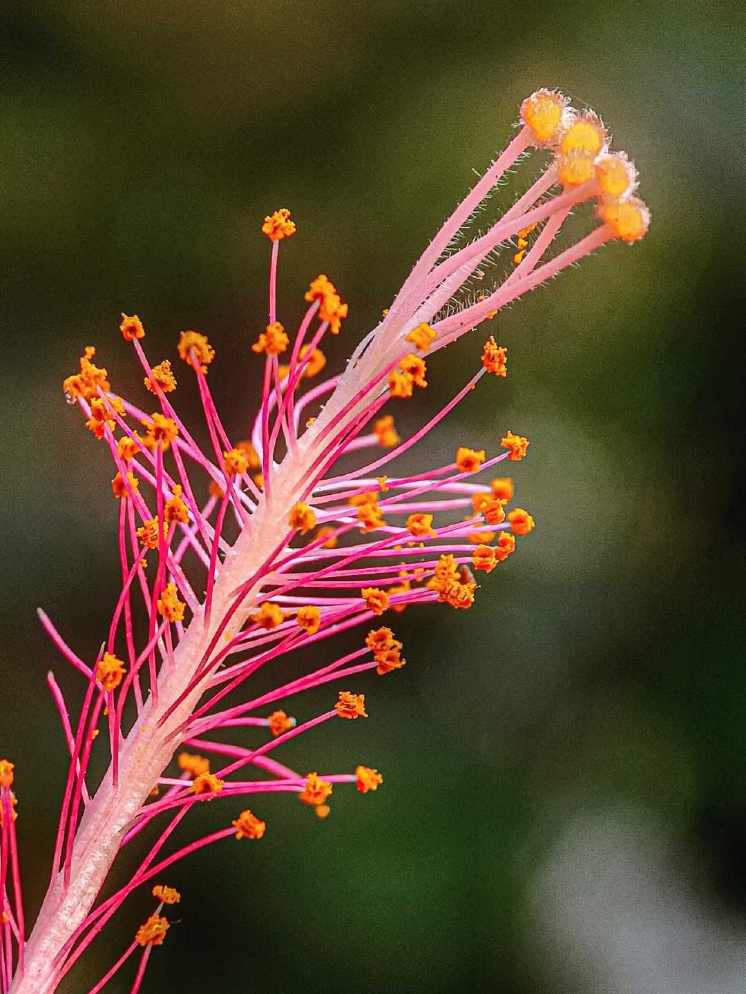 Hibiscus Bud 🌺