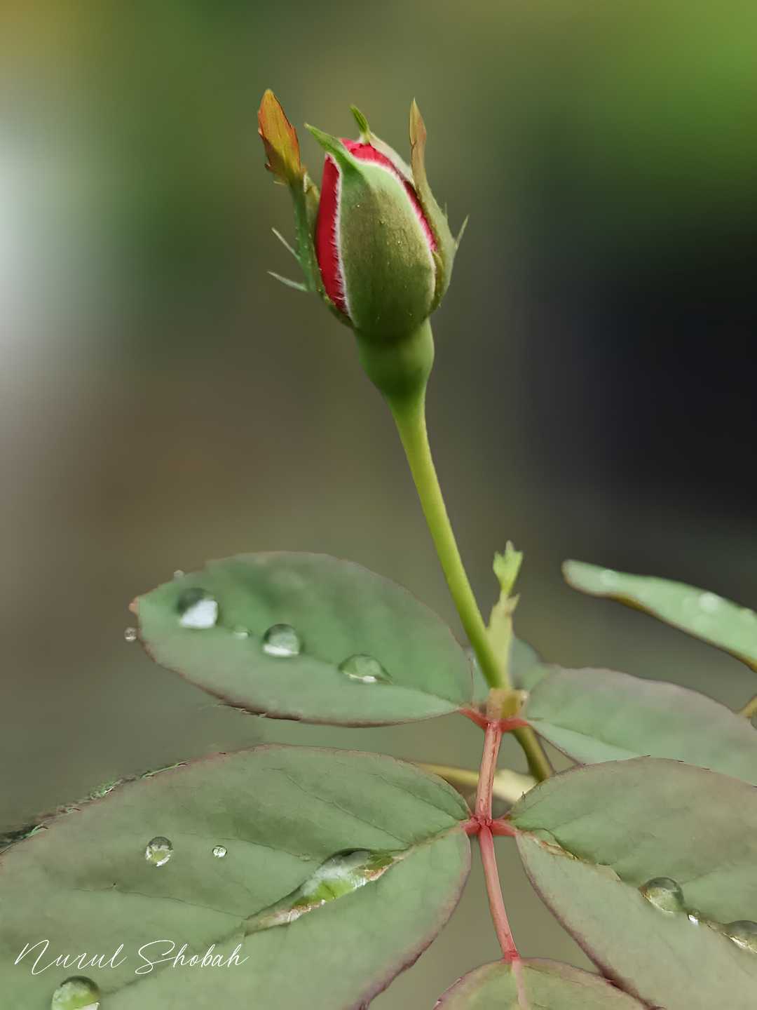 Mawar merah