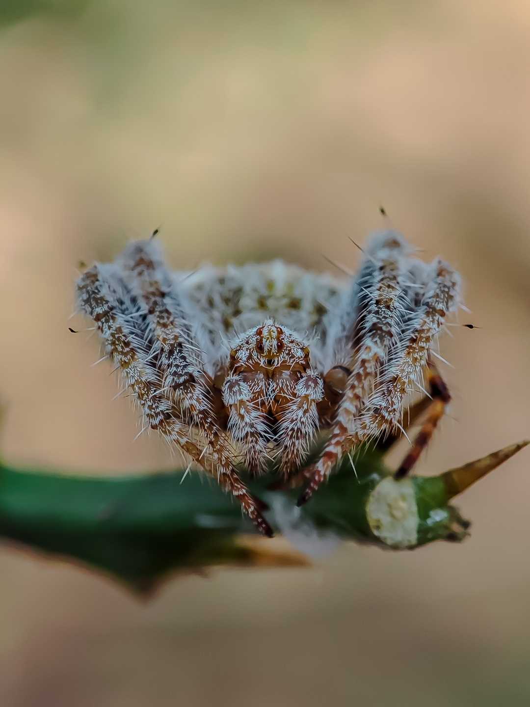 Neoscona crucifera