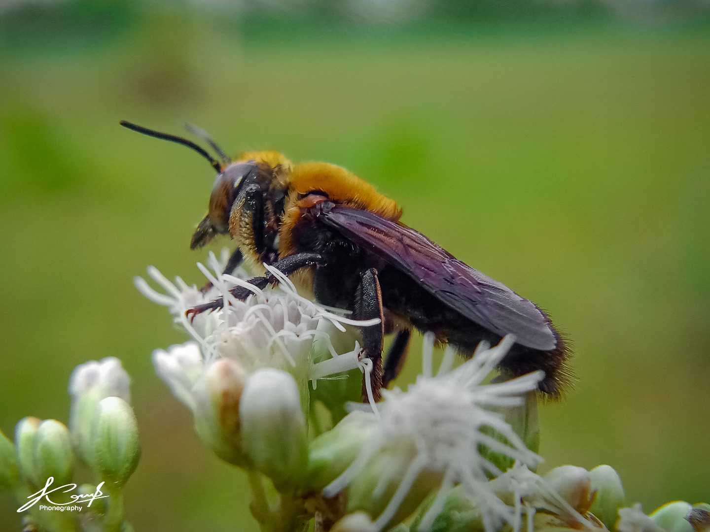 Andrena