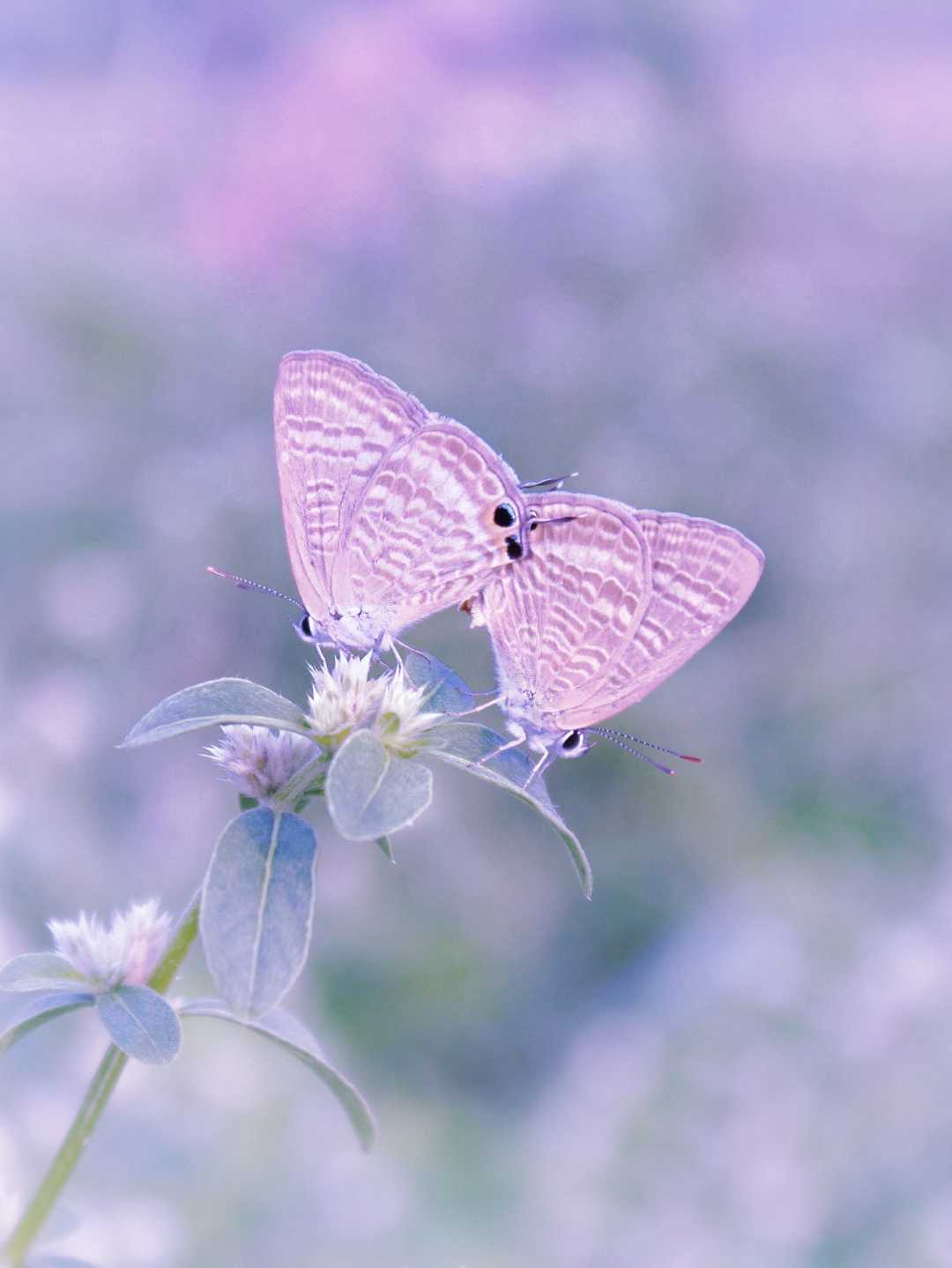 kupu-kupu