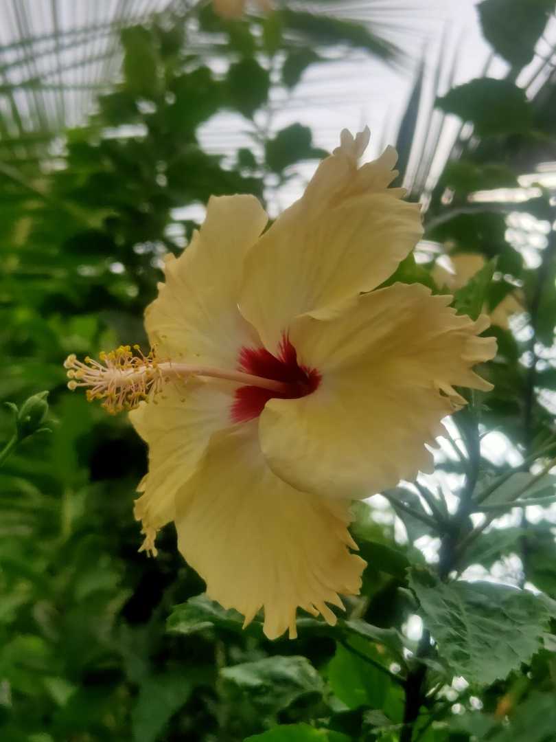 🌺🌺🌺🌺