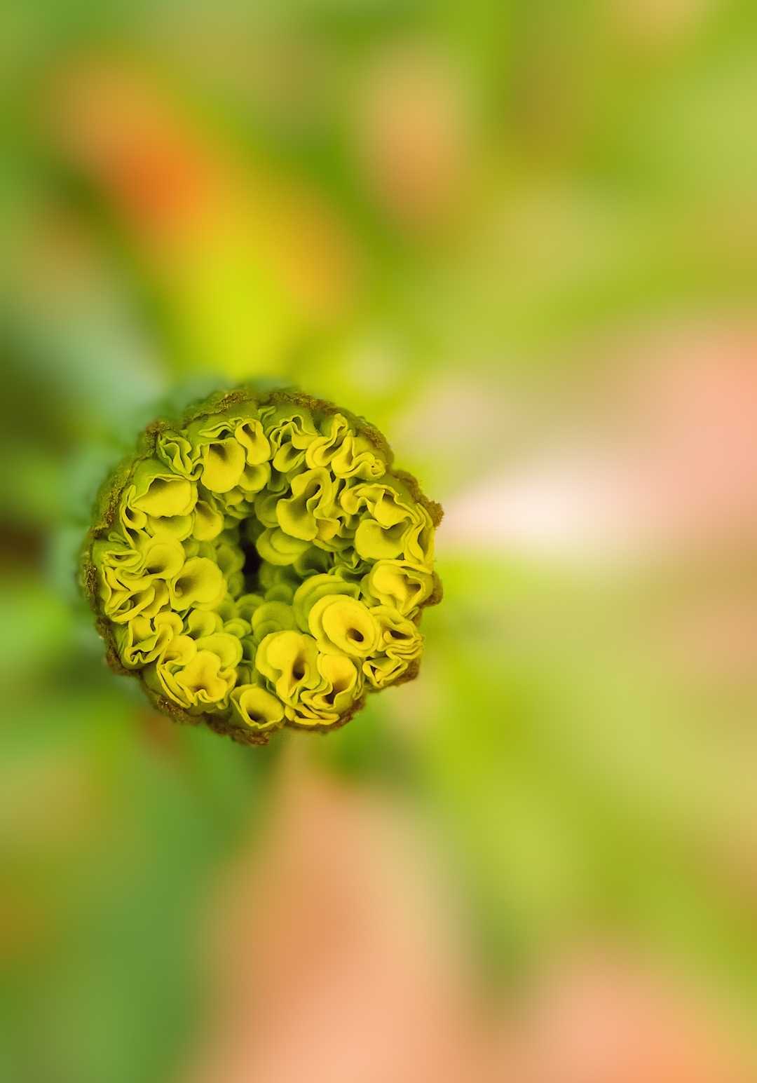 Can You Guess Which Flower It Is..? 