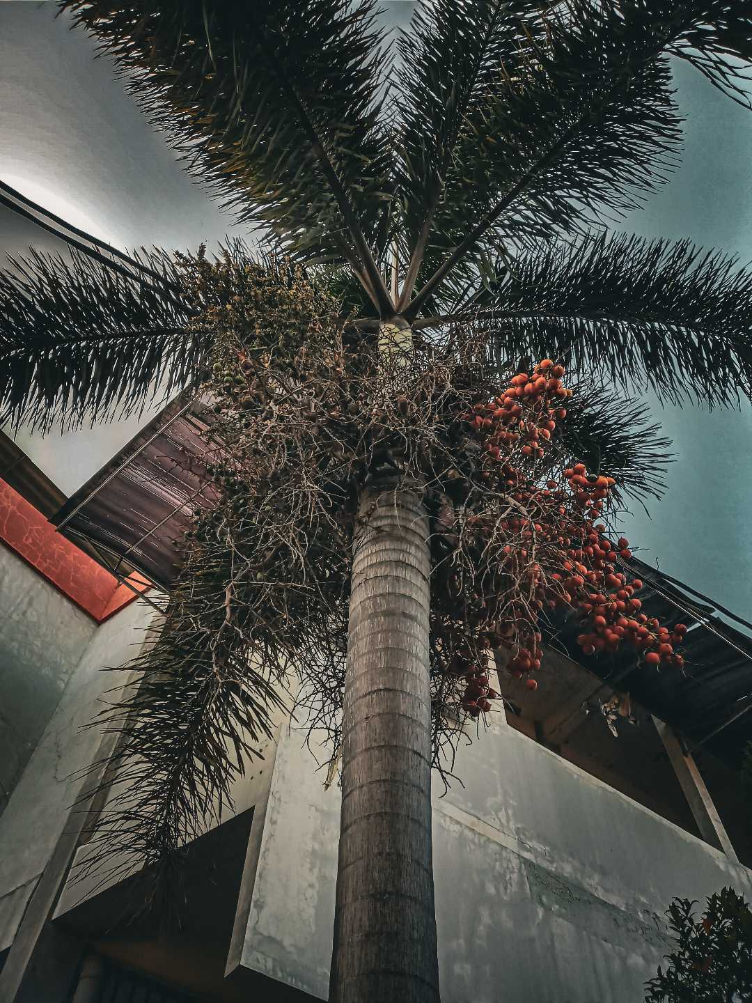 pohon palem