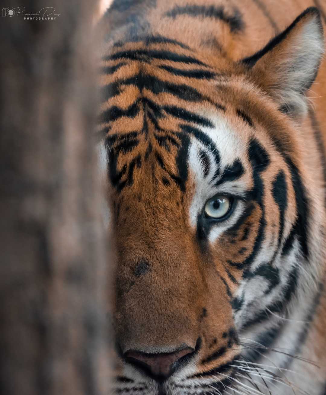 The death stare 🐯