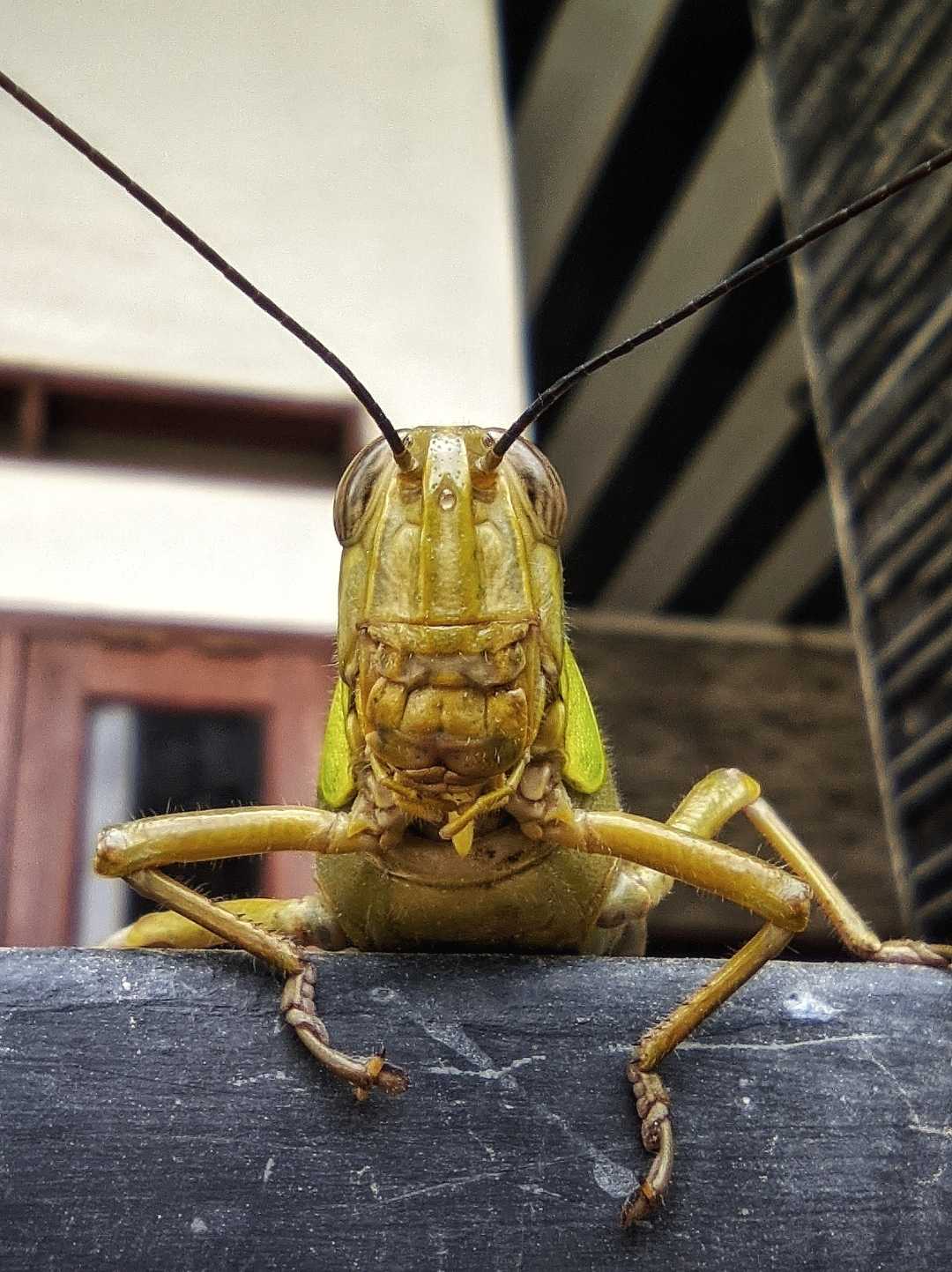 Belalang Kembara (Locusta migratoria) 