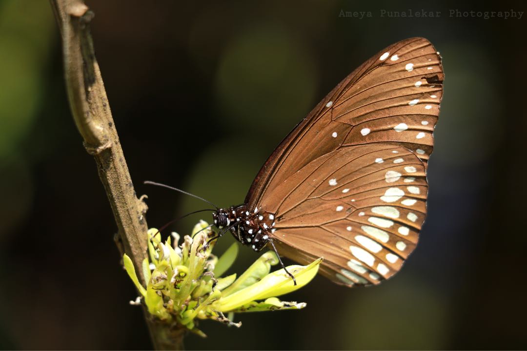 Common Crow Butterfly. 