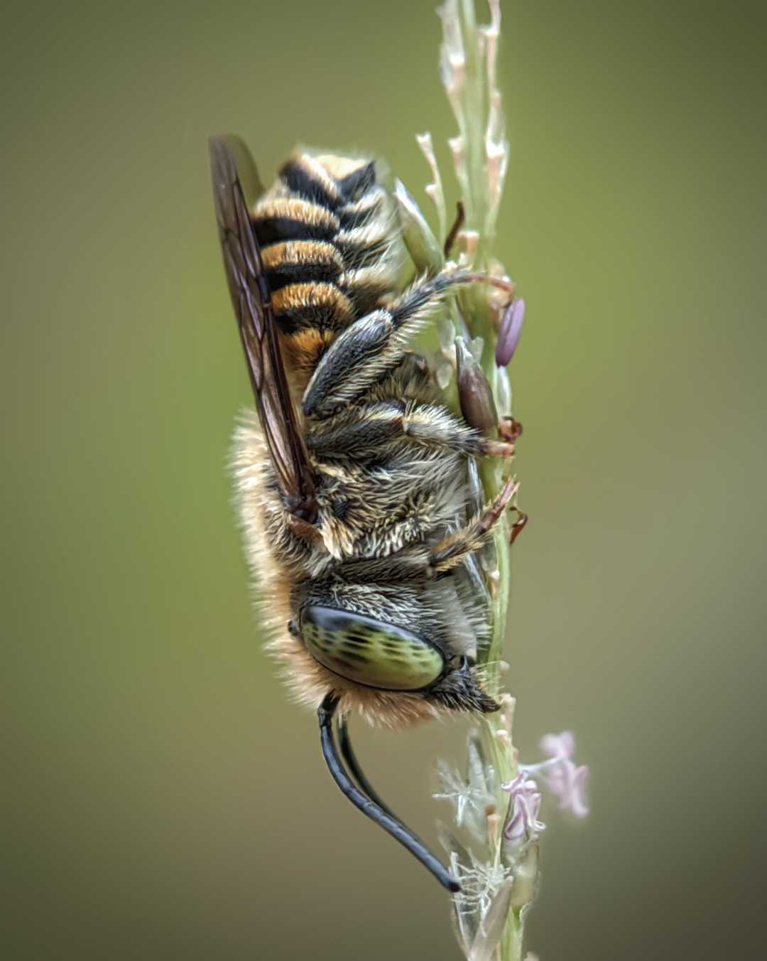 Lebah Pemotong Daun (Megachilidae)