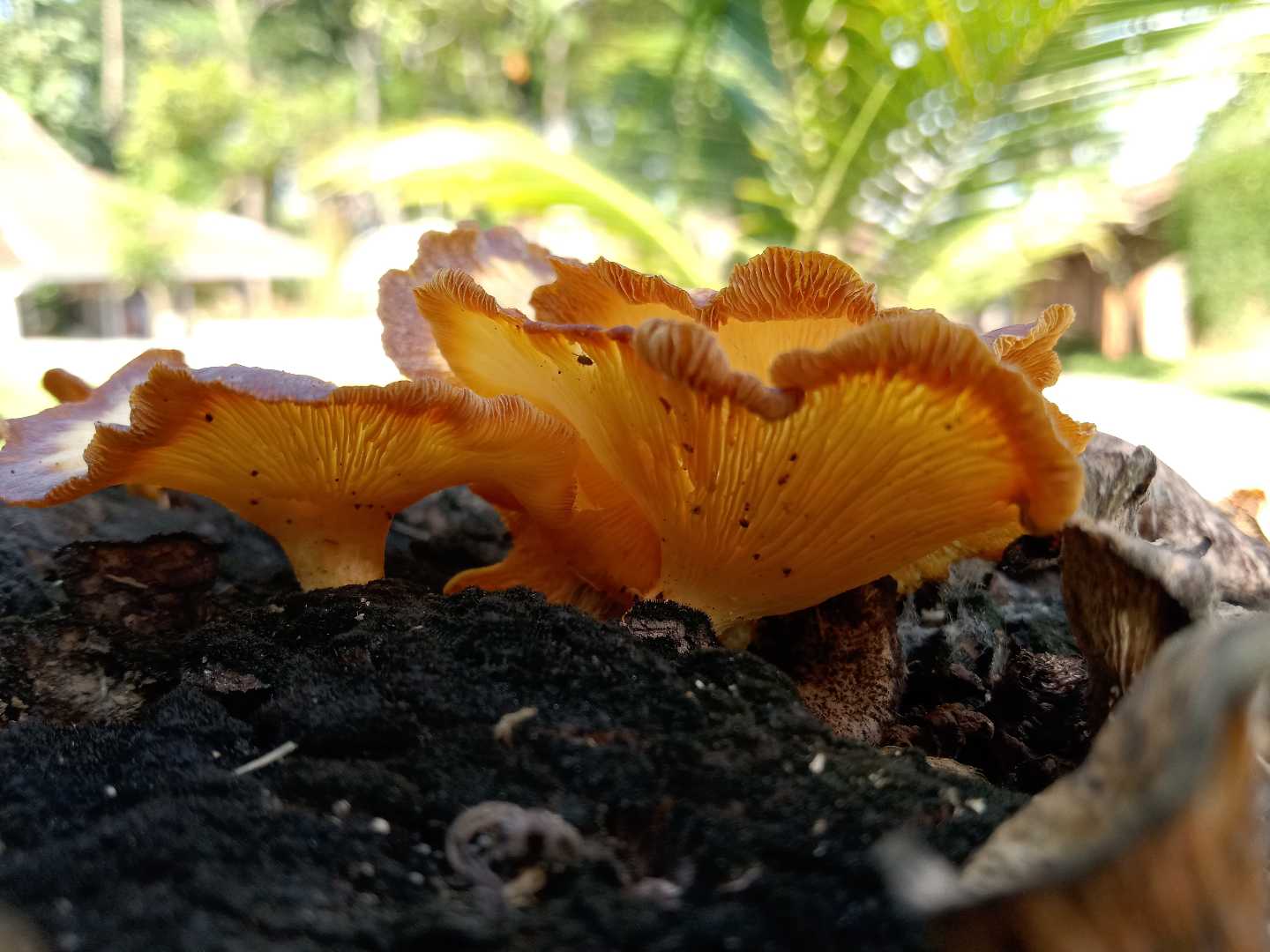Jamur Kayu