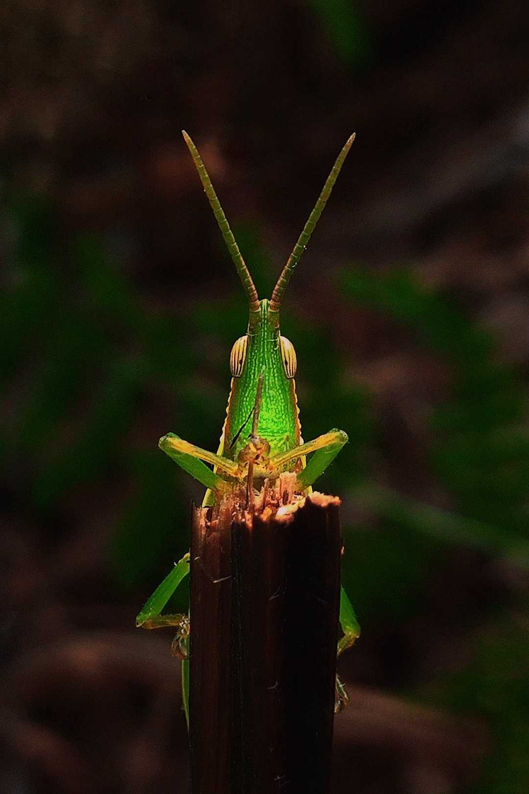 belalang hijau 