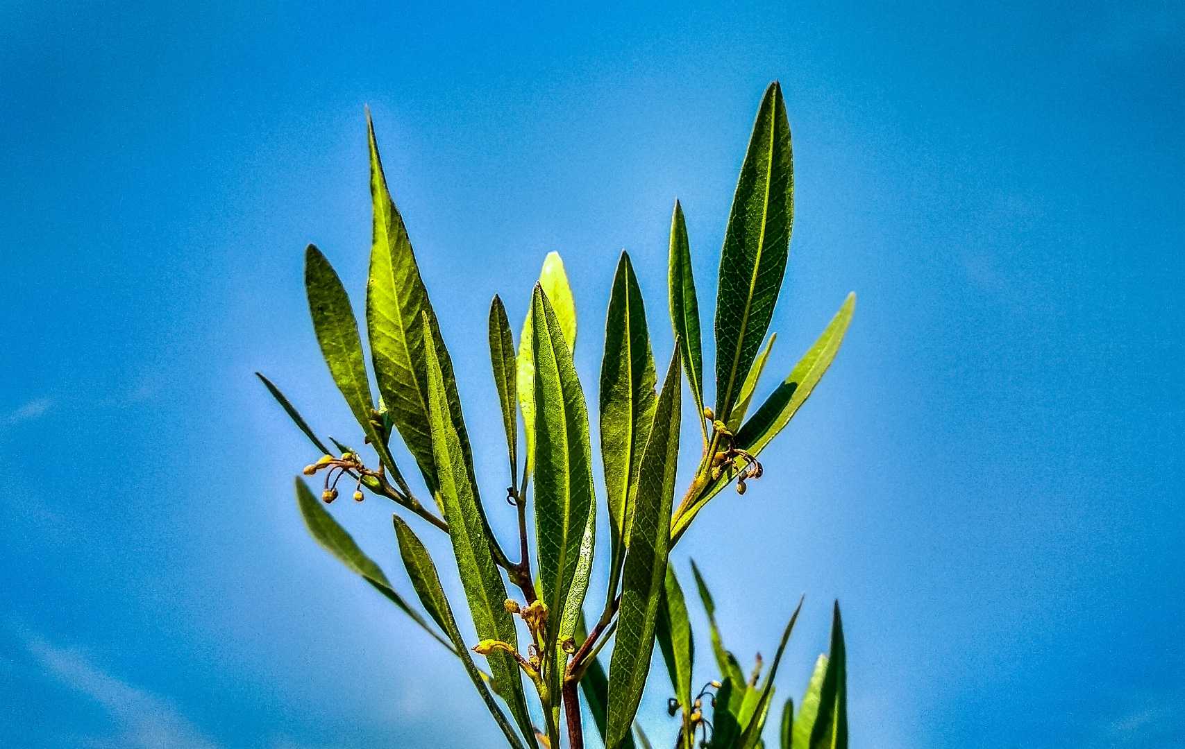 Green leaves.