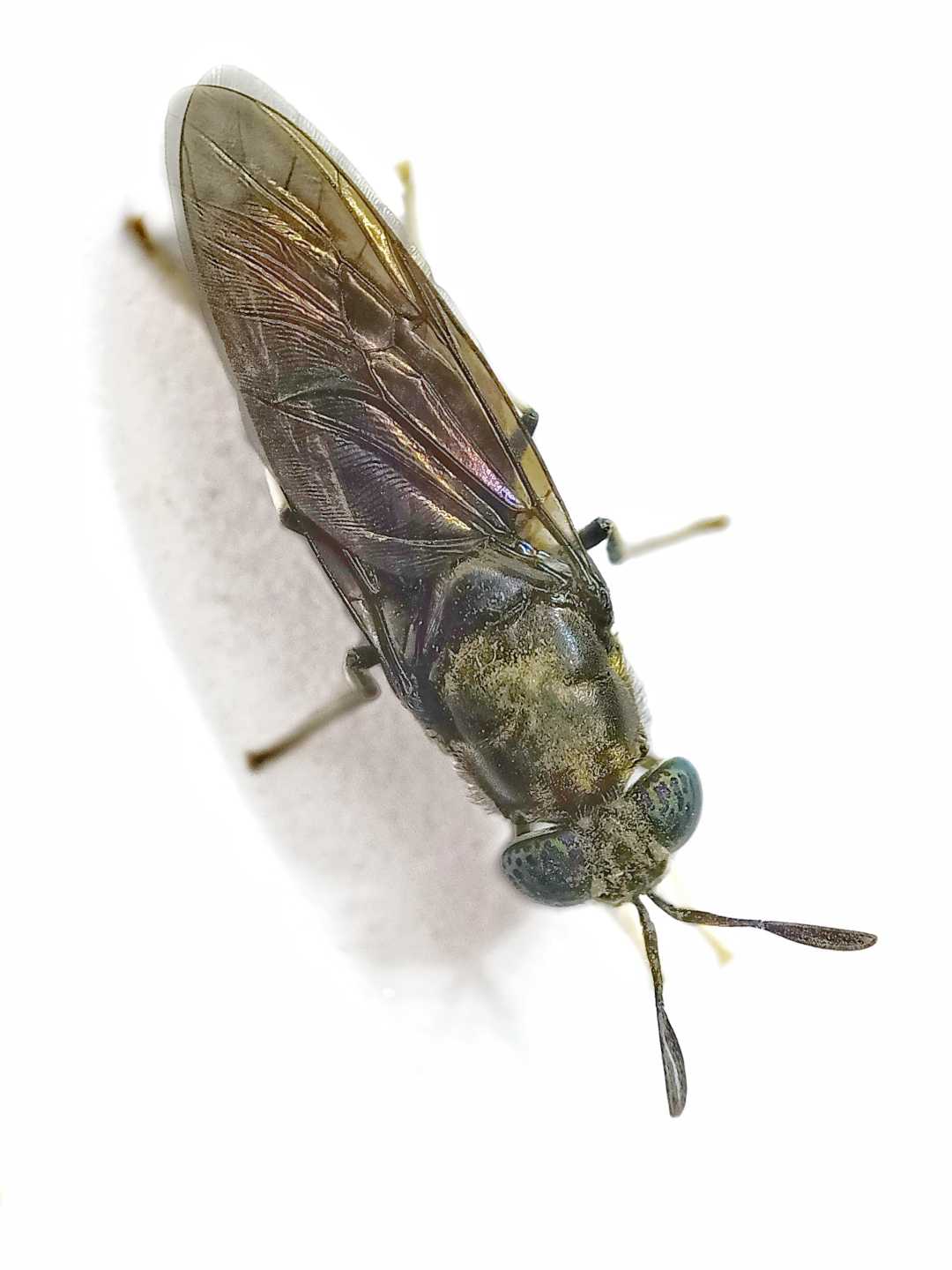 The soldier flies 