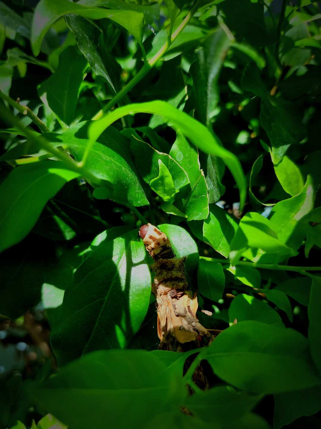 Pupa