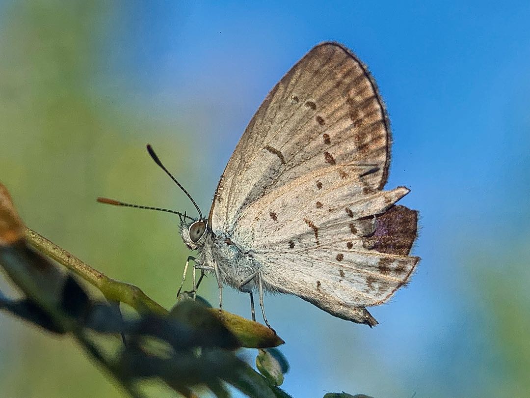 Pseudozizeeria maha
