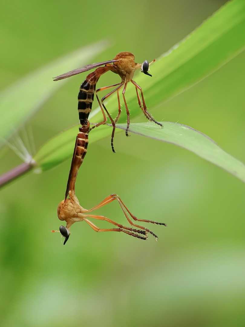 Dasypogoninae