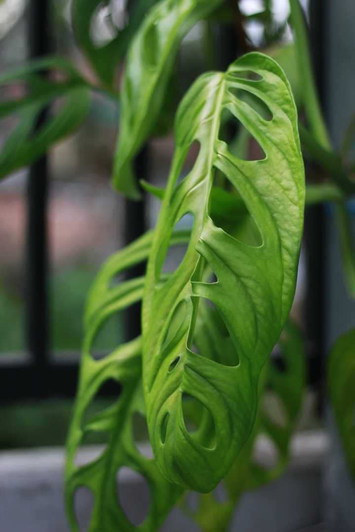 Monstera adansonii 