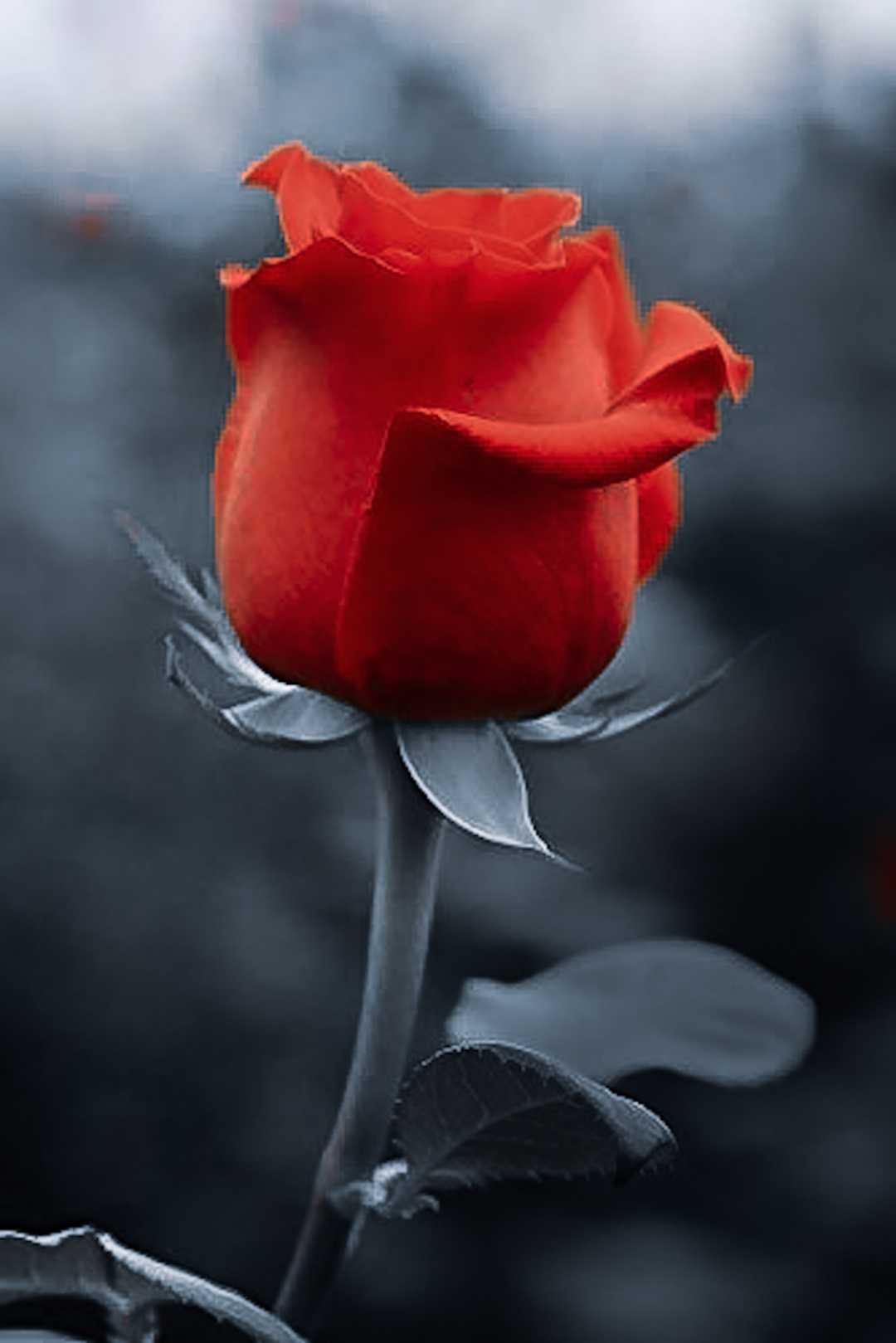 Happy Rose Day 🌹