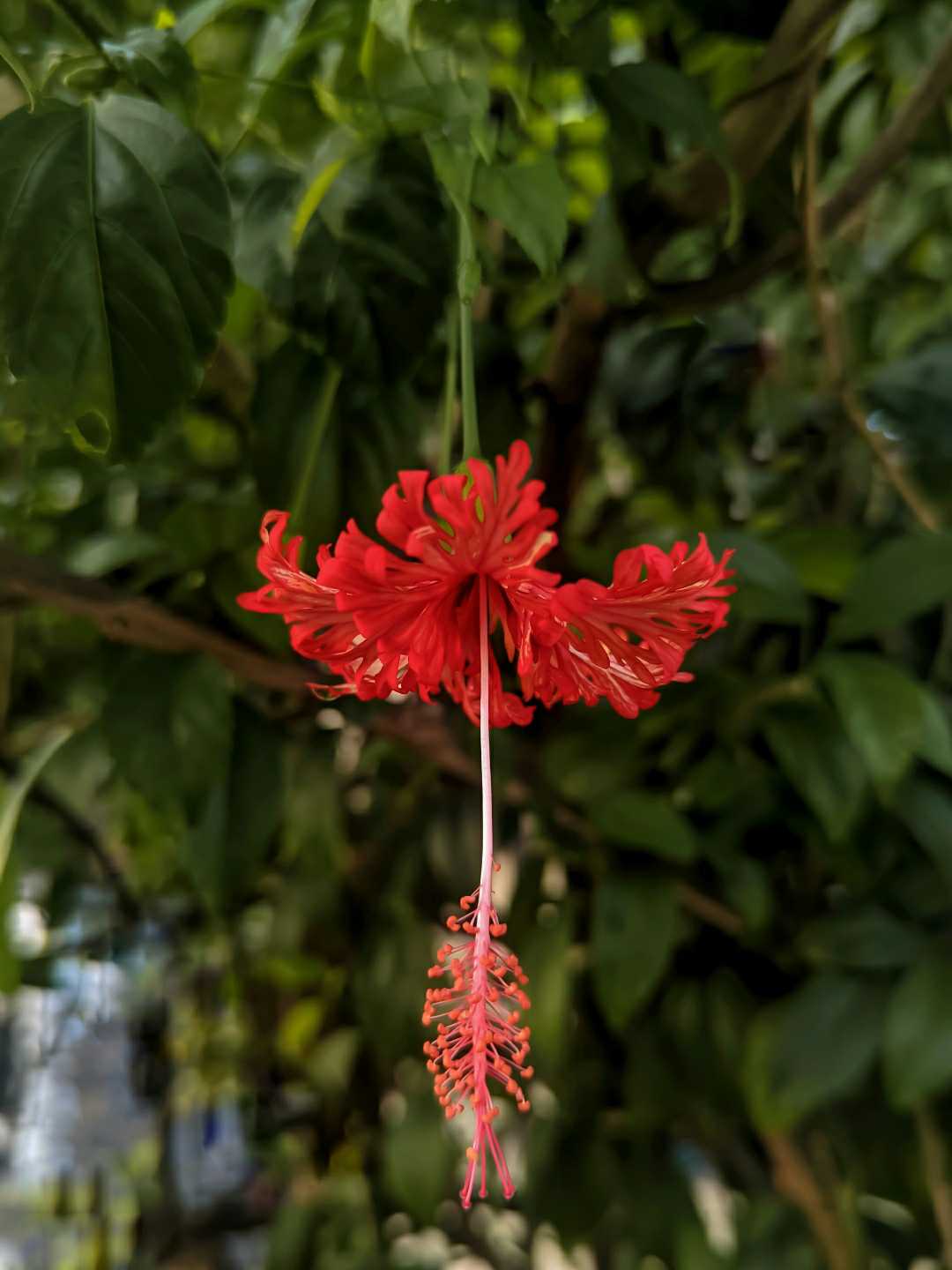 Spider Hibiscus
