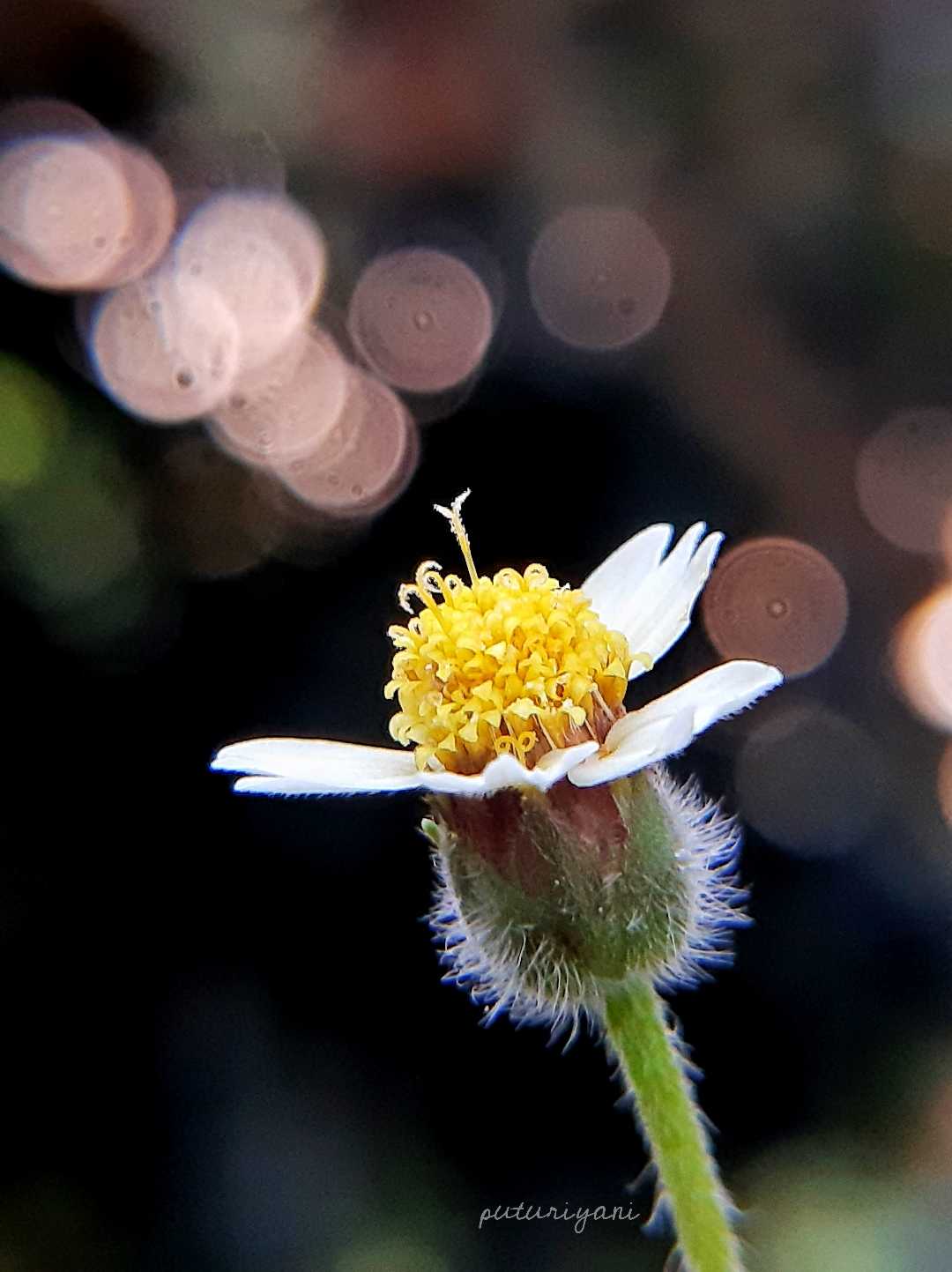 Tridax Daisy Flower (Bunga Gletang)