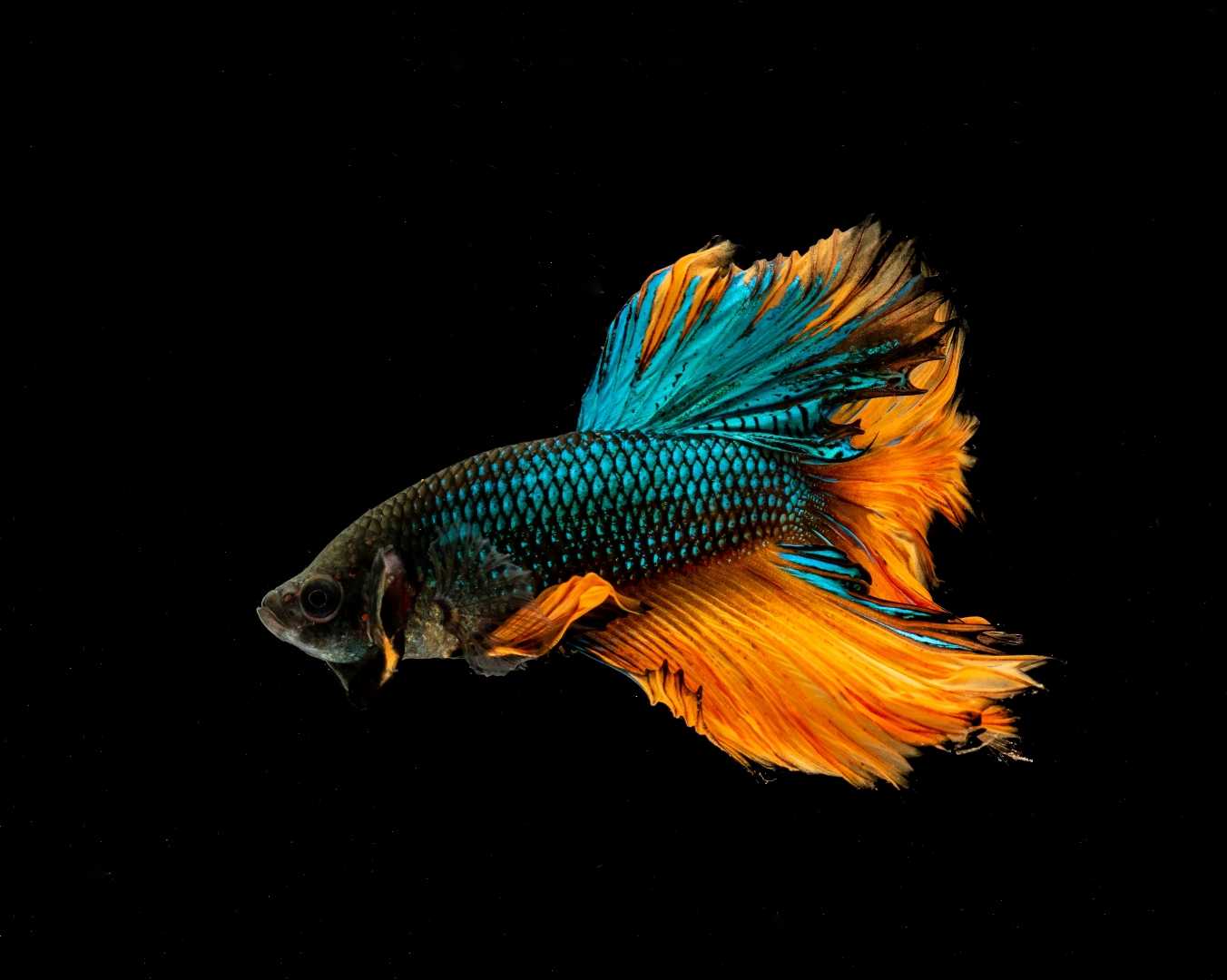 Cupang Halfmoon