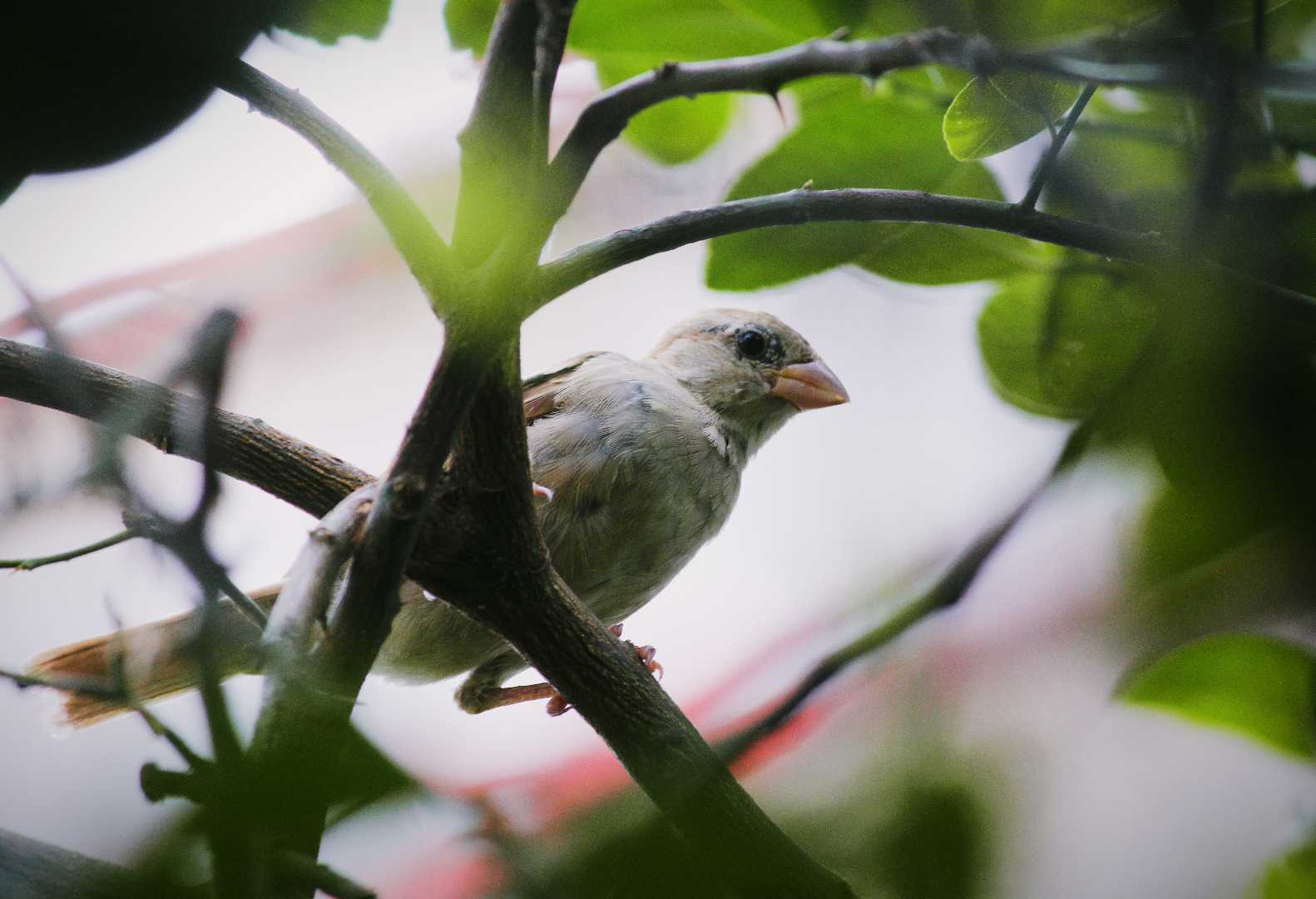 Indian sparrow
