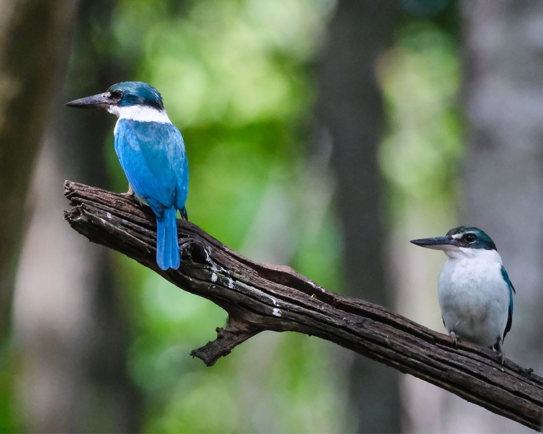 The two king fisher birds