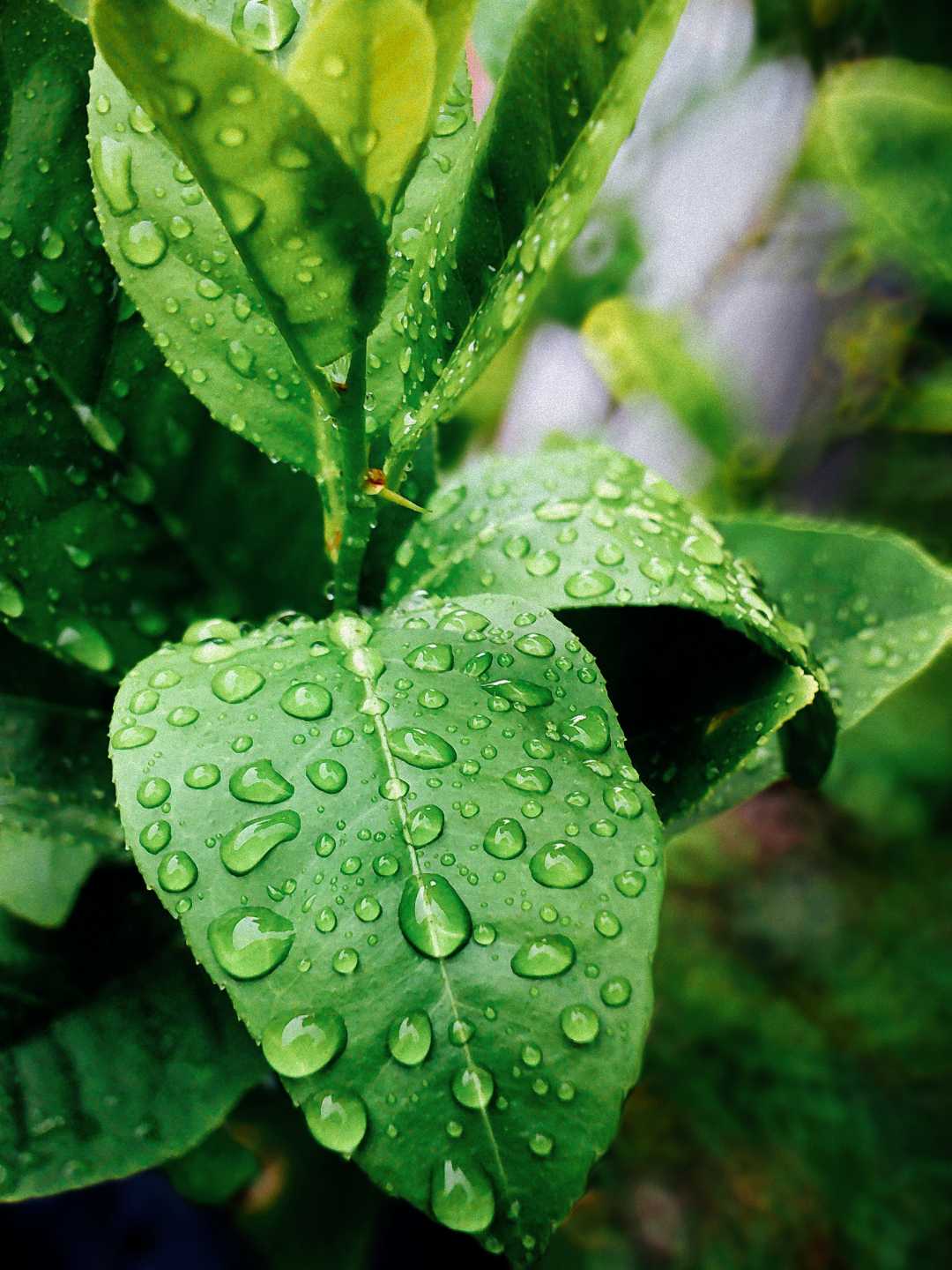 pohon jeruk