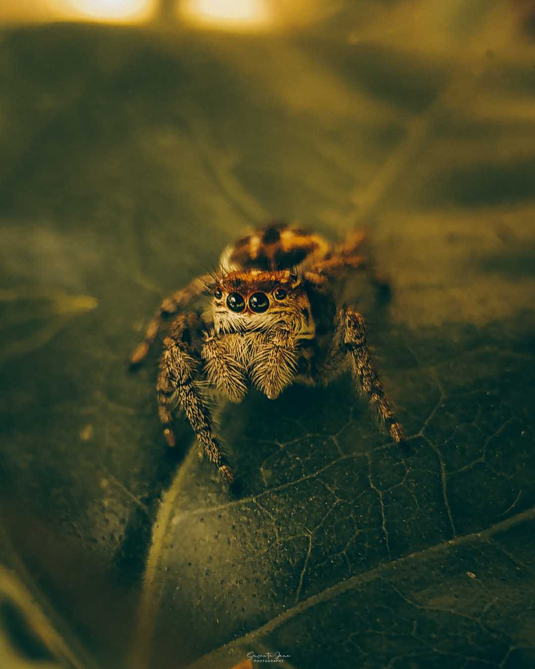spider🕷