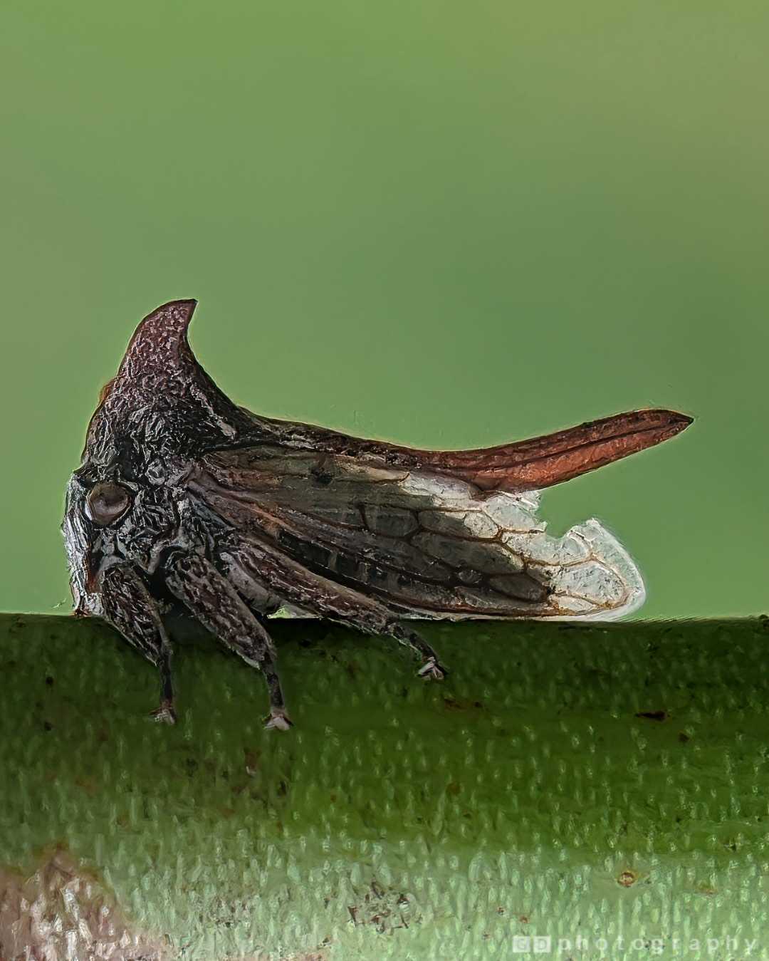 Horned Treehopper 