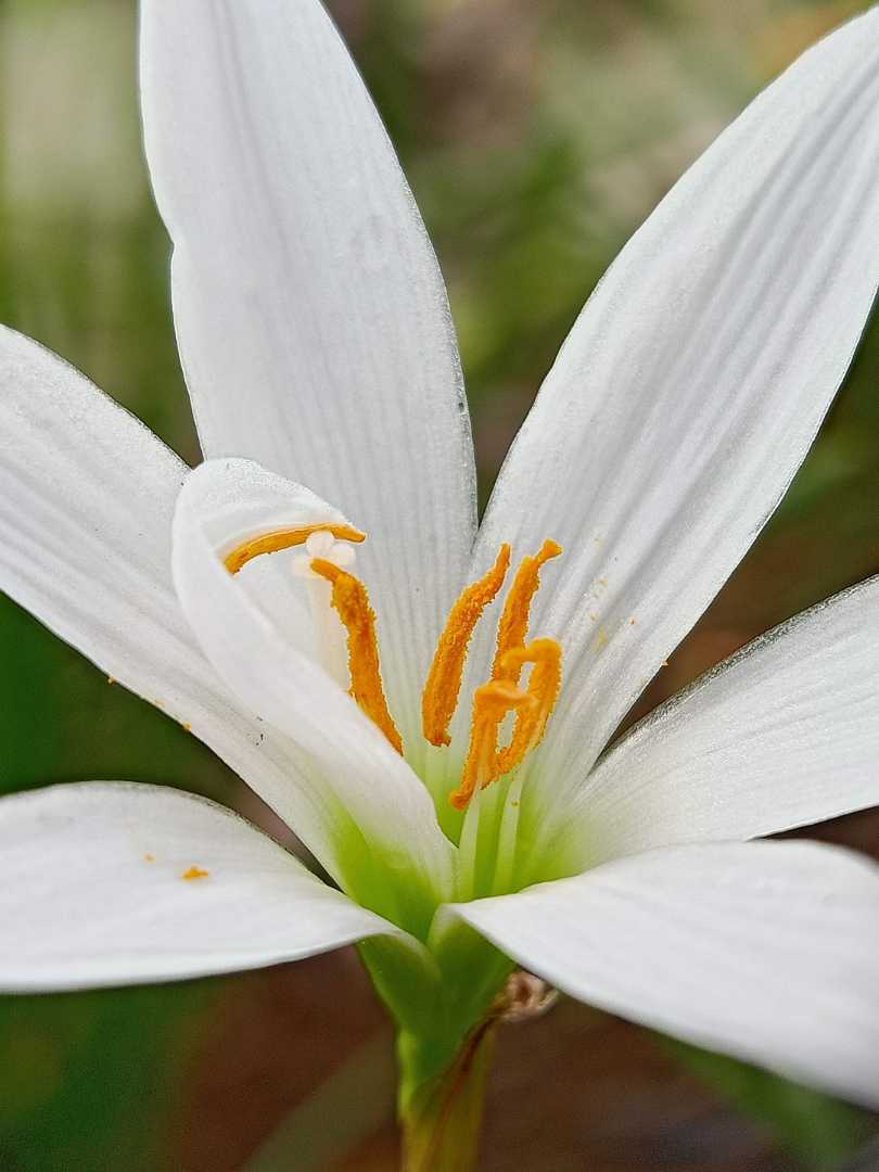 bunga lily