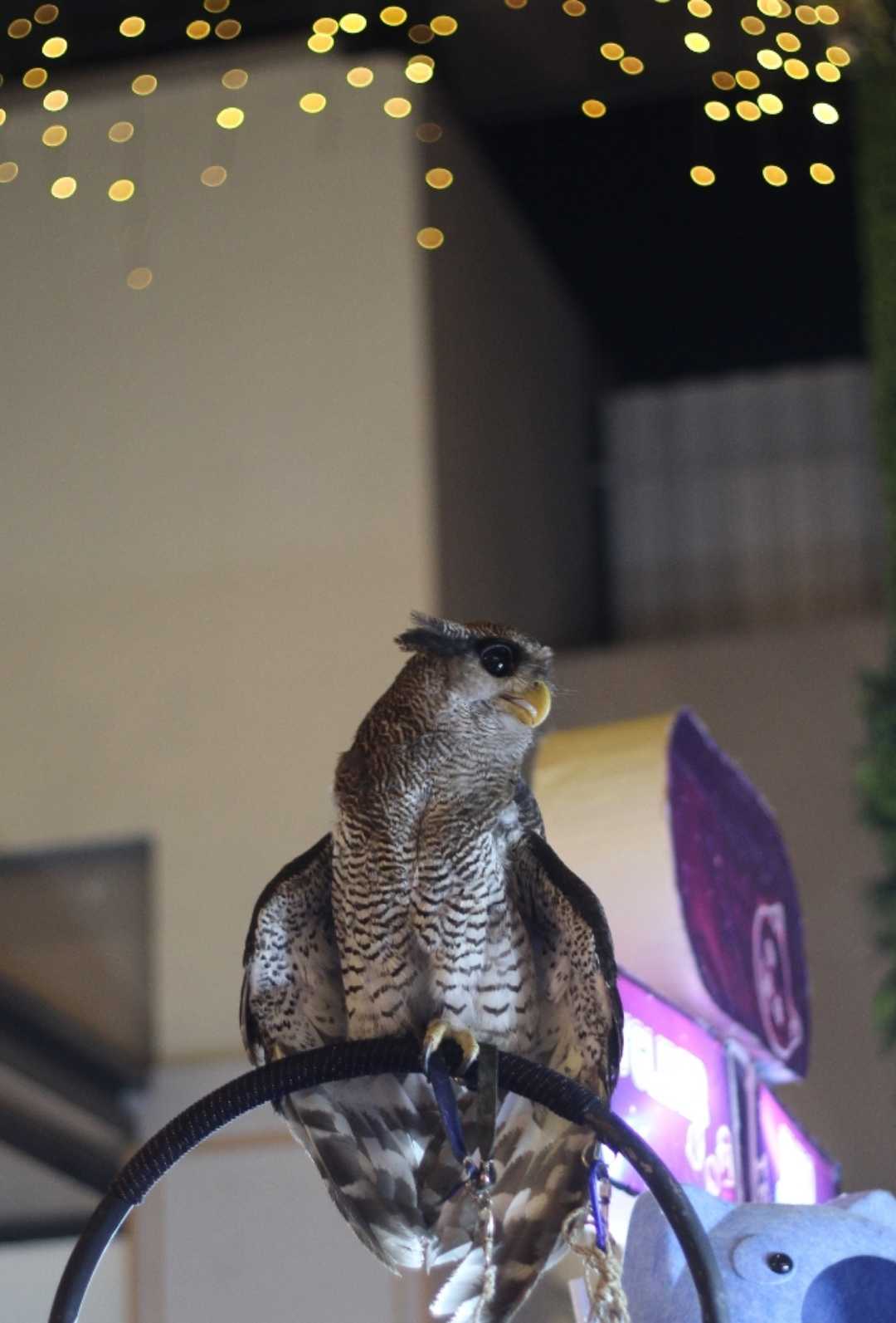 Bubo Sumatranus