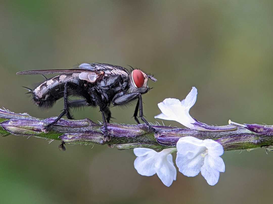 Sarchophaga carnaria
