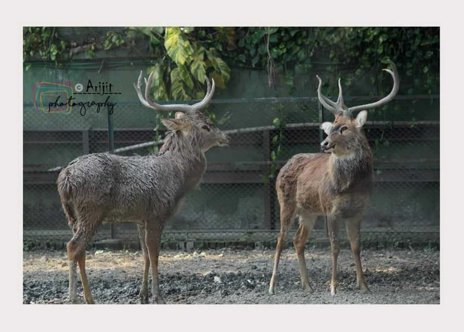 Deer | debate between two friends.