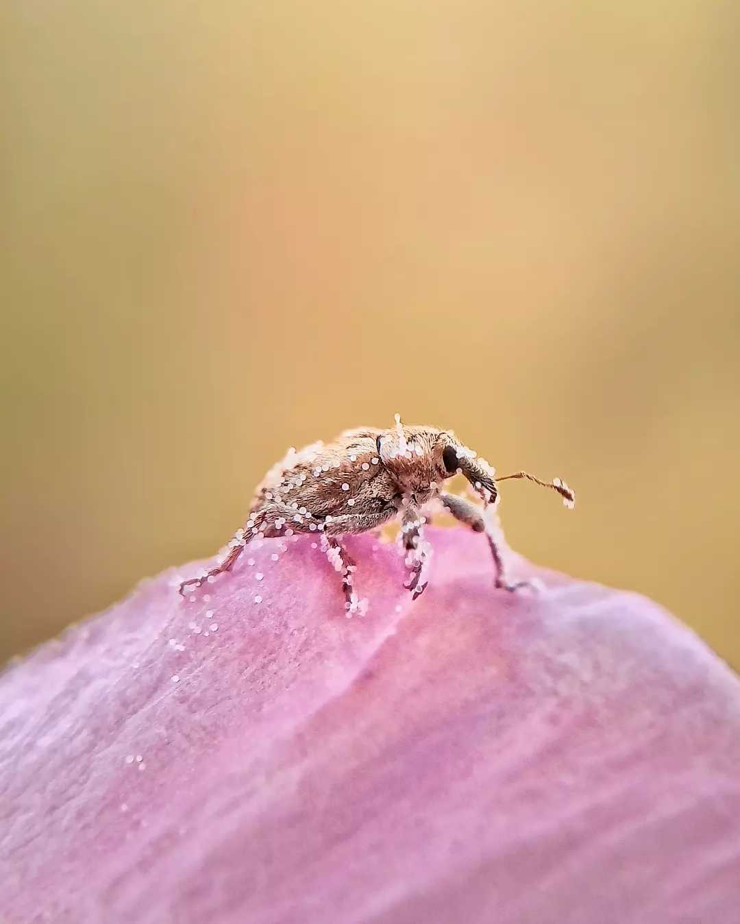 macro of weevil